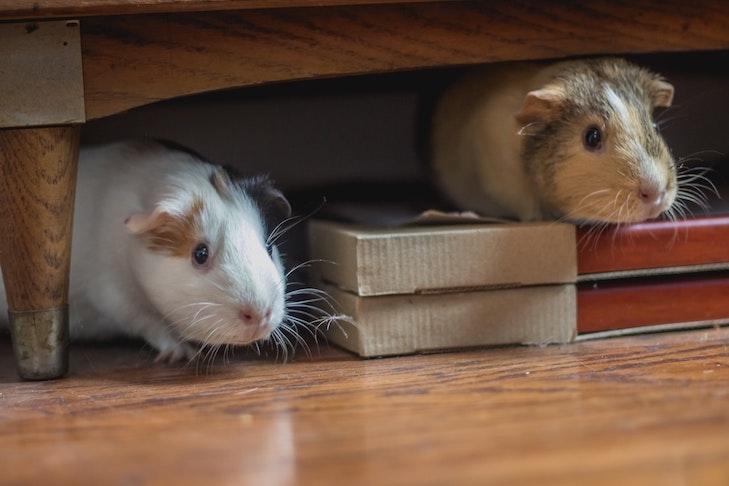 Zwei Hamster schauen unter einem Regal hervor. Viele Gemeinschaftsordnungen enthalten Regelungen zur Tierhaltung in der Wohnanlage.